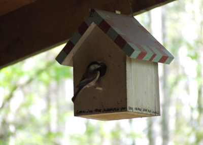 Bird at Treehouse